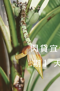 閃貸宜信逾期兩天會有什么后果？逾期1天會有影響嗎？